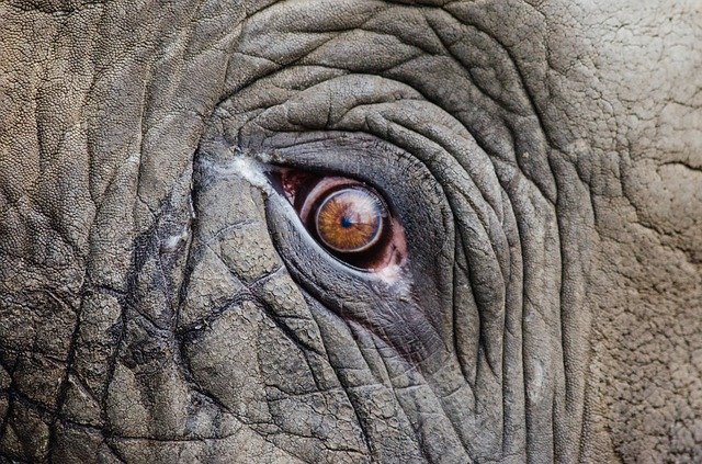 Oog van olifant