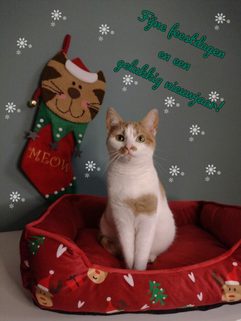 Kattencafe van Molly