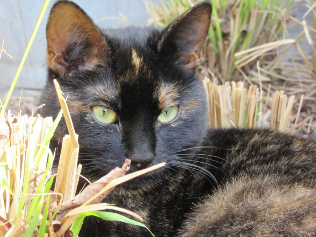Kattenroman