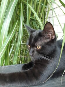 feelgoodroman over katten
